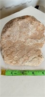 Fossil w/ Fish Skin?