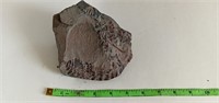 Fern Fossil