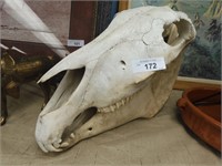 OLD COW SKULL