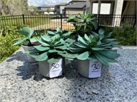 6PC OUTDOOR GREENERY