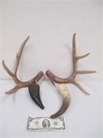 Pair of Antlers & 2 Powder Horns