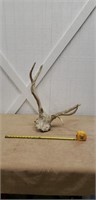 Deer skull and antlers (see pics)