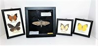 Six Spotted Sphinx Moth in Shadowbox