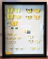 Shadowbox Case of Mounted Butterflies