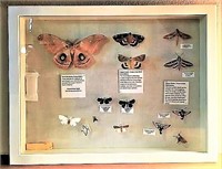 Shadowbox Case of Mounted Butterflies