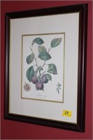PRUNE FRAME & MATTED