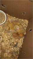 5 Buff Orpington Chicks * 1 Wk Old