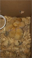 5 Buff Orpington Chicks * 1 Wk Old