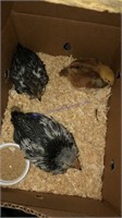 Young Pair Barred Rocks & 1 Rhode Island Red