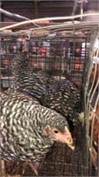 5 Barred Rock Pullets - 3 Mos. Old