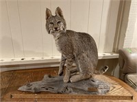 South Texas Bobcat