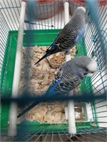 Pair Blue Parakeets - Proven Breeders