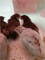 5 Button Quail