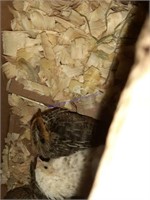 9 Coturnix Quail