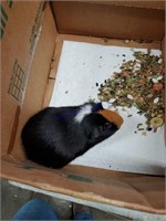 Male Guinea Pig