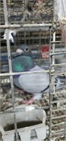 Male Racing Homer Pigeon