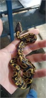 Female Baby Ball Python