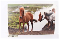 Large Photograph Horses from Iceland