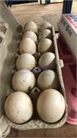 1 Doz Fertile Khaki Campbell Duck Eggs