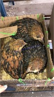 3 Gold Laced Wyandotte Pullets
