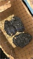 7 Barred Rock Pullets