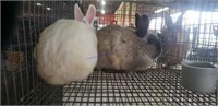 2 Rabbits