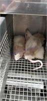 3 Small Rats