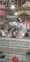 7 Month Old English Lop Buck