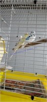 2 Male & 1 Female Parakeet W/ Yellow Cage
