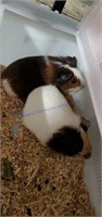 2 Male Guinea Pigs * 8 Wks Old