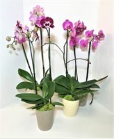 Real Doritaenopsis Orchids in Vases