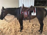 So So Invited  2015 Brown AQHA Mare  VIDEO