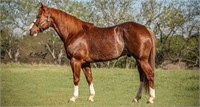 Smartys Royale Dry  2009 Red Roan AQHA Gelding