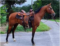 Mr Nu Flying Delta 2011 Solid Bay APHA Gelding