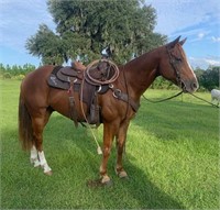 Shining Six Sparkleo 2011 Sorrel AQHA Gelding