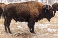 55th Annual Custer State Park Bison Auction