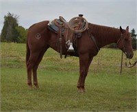 RW Orions Follies 2016 Sorrel AQHA Gelding  VIDEO