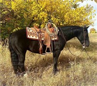 Copper Black Bar  2009 Black AQHA Gelding