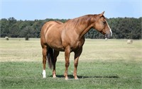 CJS Echoeinc Cat  2009 Red Dun AQHA Mare  VIDEO