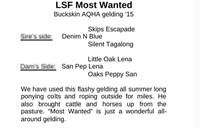 LSF Most Wanted 2015 Buckskin AQHA Gelding