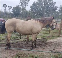 Dillan 13yr old Grade Gelding