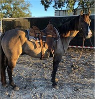 Plenty O Smoke 2007 Grullo AQHA Gelding