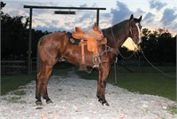 Jack 12yr old Grade Bay Roan Gelding