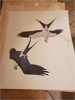 SWALLOW TAILED KITE - SIGNED PRINT WM ZIMMERMAN