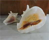 Pair Conch Shells