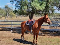 "Justified By Grace" 2013 QH Gelding Q-77982