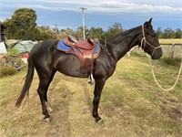 "Cayuse Whips & Spurs" 2018 Sportaloosa Gelding