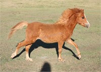 Yearling Welsh A Colt