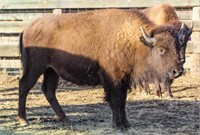 55th Annual Custer State Park Bison Auction