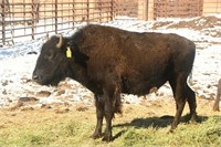 Diamond Land & Livestock, LLC Buffalo Auction